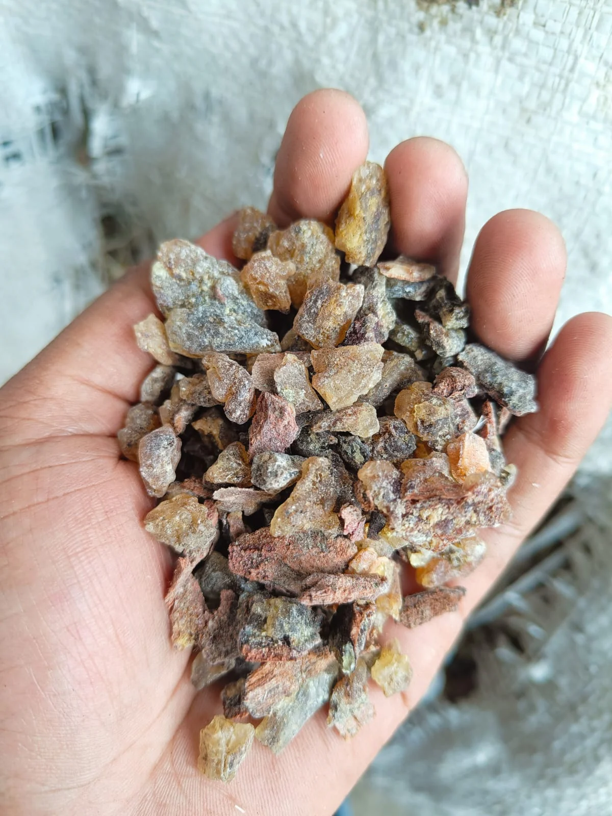 Gum Copal WS